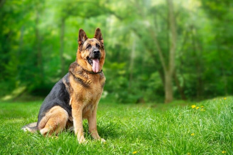 What Is The Main Cause Of Death In German Shepherds?