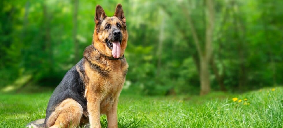 What Is The Main Cause Of Death In German Shepherds?