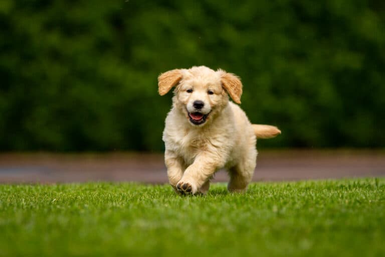 What Is The Rarest Color Golden Retriever?