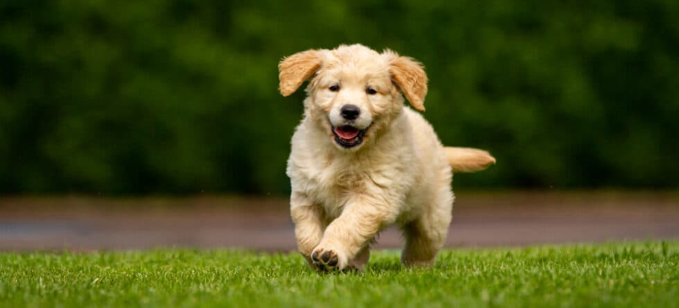 What Is The Rarest Color Golden Retriever?