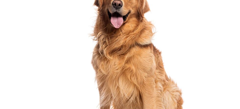 What Is The Rarest Color Of A Golden Retriever?