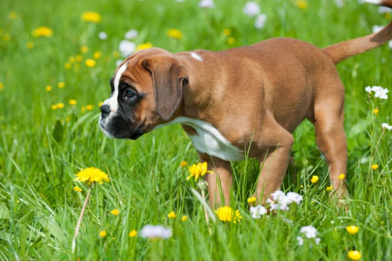 What Not To Do With A Boxer Dog?