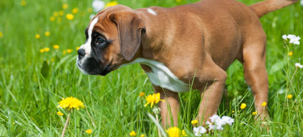 What Not To Do With A Boxer Dog?