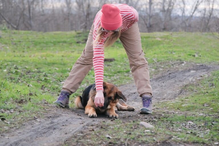 What Not To Do With A German Shepherd?