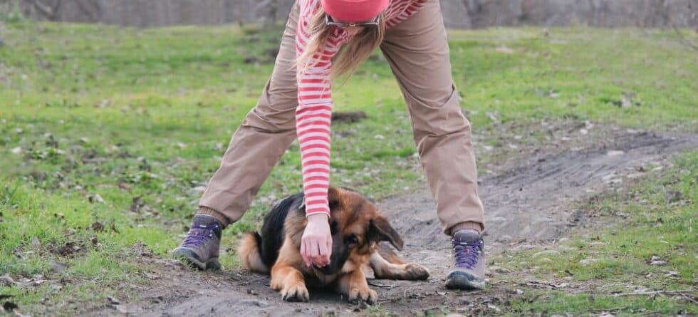 What Not To Do With A German Shepherd?