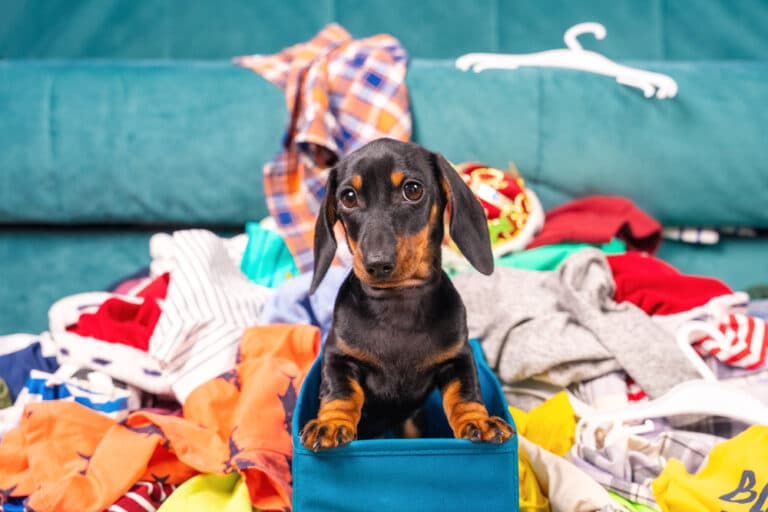 What Problems Can A Dachshund Have?