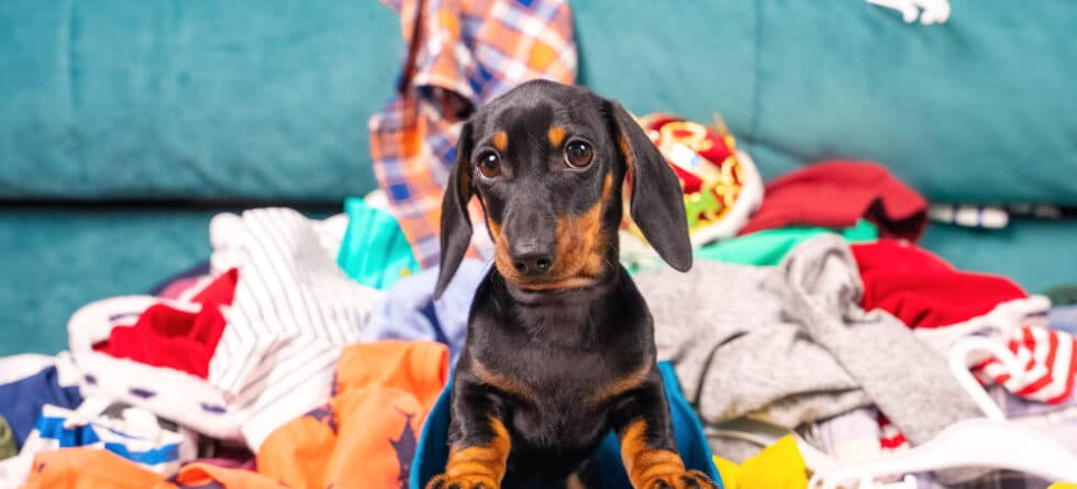 What Problems Can A Dachshund Have?