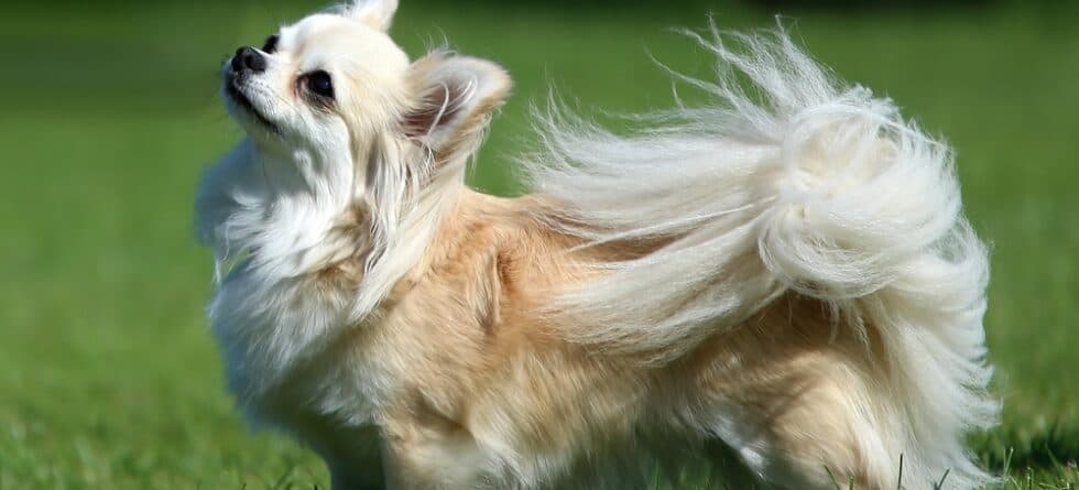What Time Should I Feed My Chihuahua?