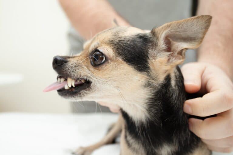 What To Do If A Chihuahua Bites You?