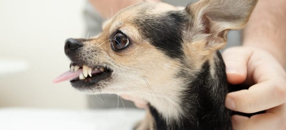 What To Do If A Chihuahua Bites You?