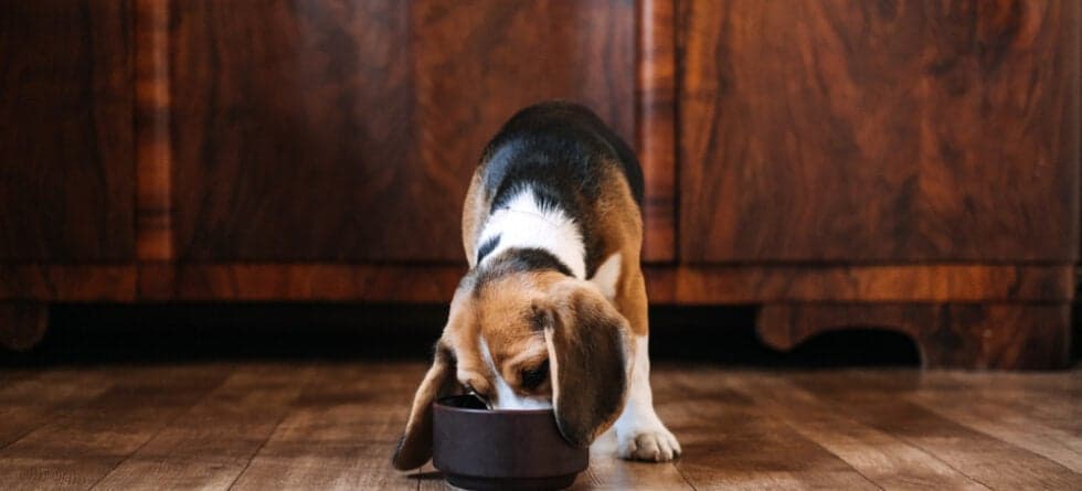 What To Feed A Beagle Puppy?