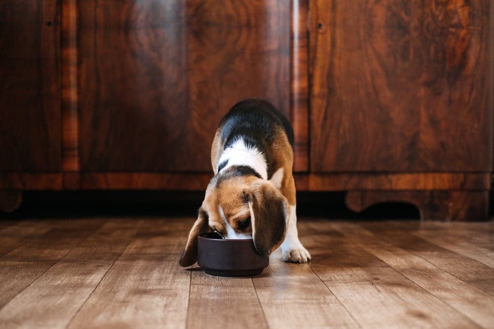 What To Feed A Beagle Puppy?