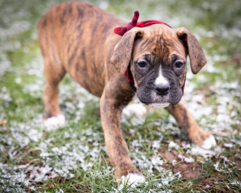 What Two Dogs Make A Boxer?