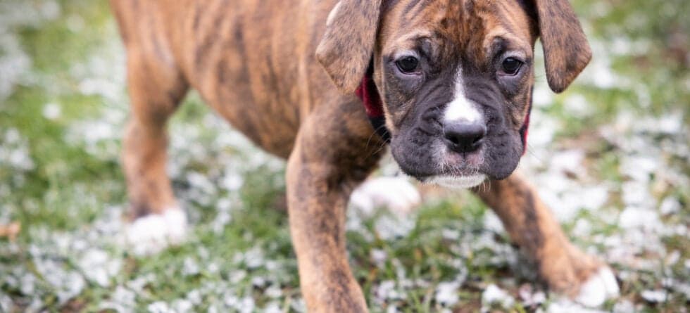 What Two Dogs Make A Boxer?