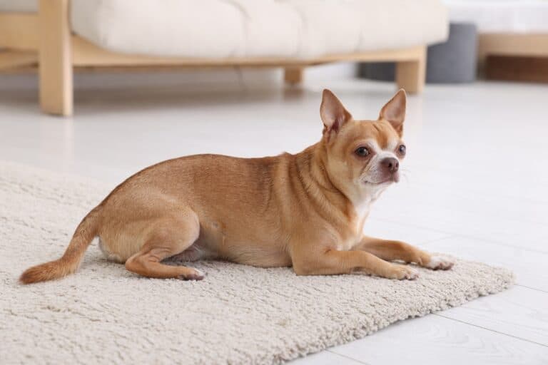 What Type Of Dog Is A Chihuahua?