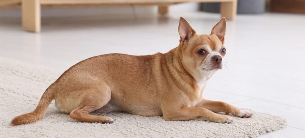 What Type Of Dog Is A Chihuahua?