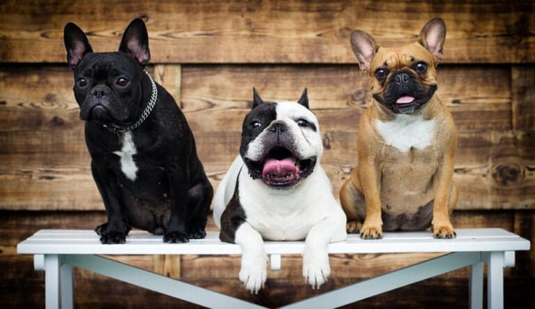 What’s The Best Color Of French Bulldog?