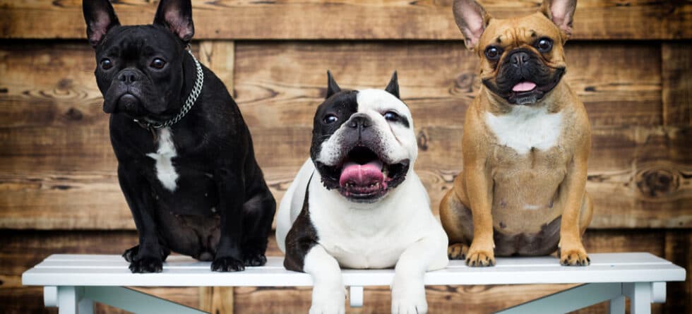 What’s The Best Color Of French Bulldog?