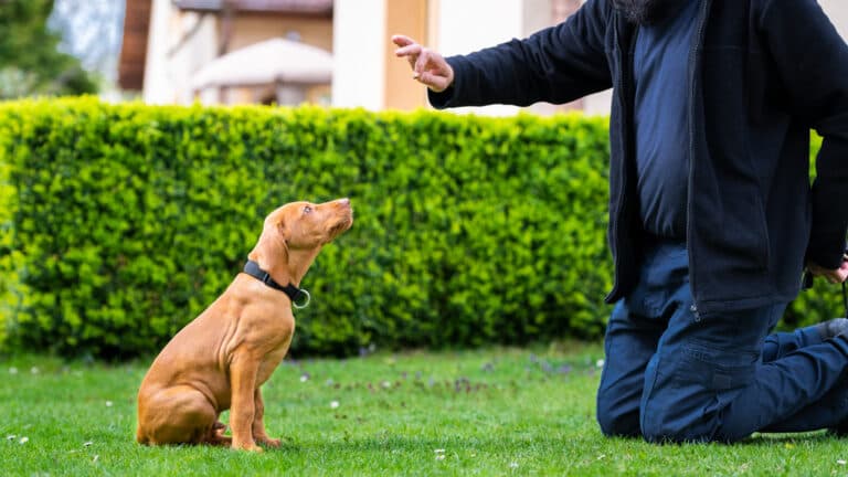 When Is It Best To Say No To A Puppy?