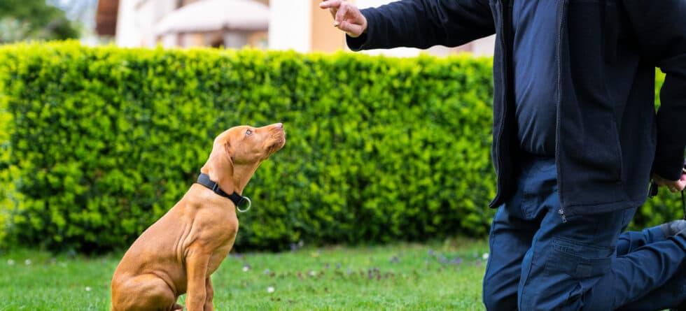 When Is It Best To Say No To A Puppy?