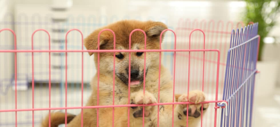 Where Do Breeders House Their Puppies?