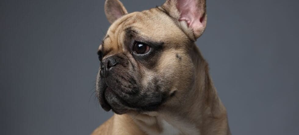 Why Are French Bulldogs Aggressive?