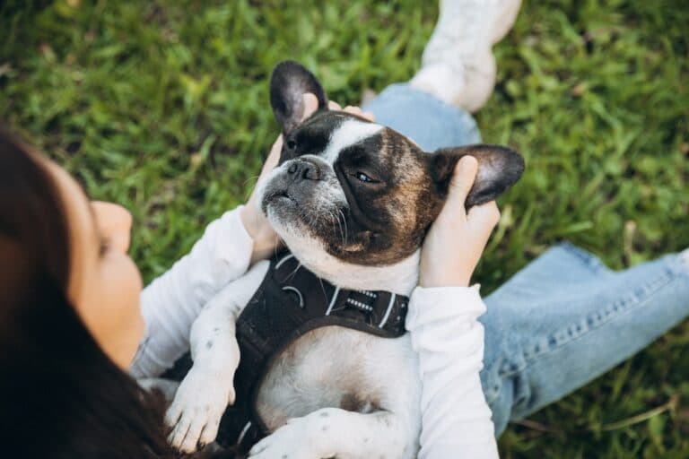Why Are Frenchies So Itchy?