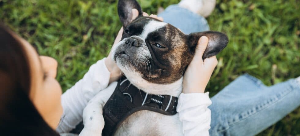 Why Are Frenchies So Itchy?
