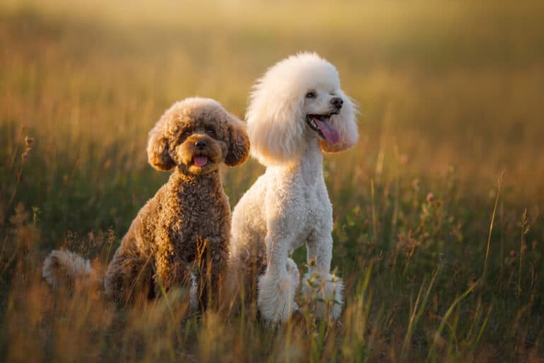 Why Did My Poodle Bite Me?