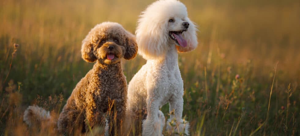 Why Did My Poodle Bite Me?