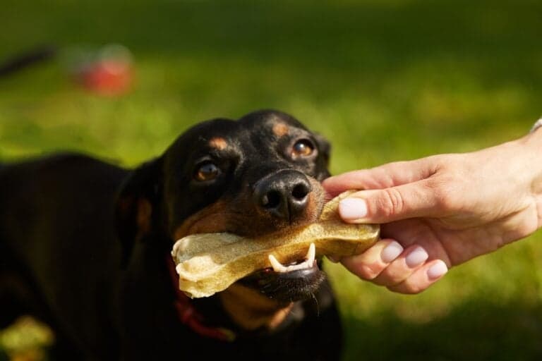 Why Do Dachshunds Always Want To Eat?