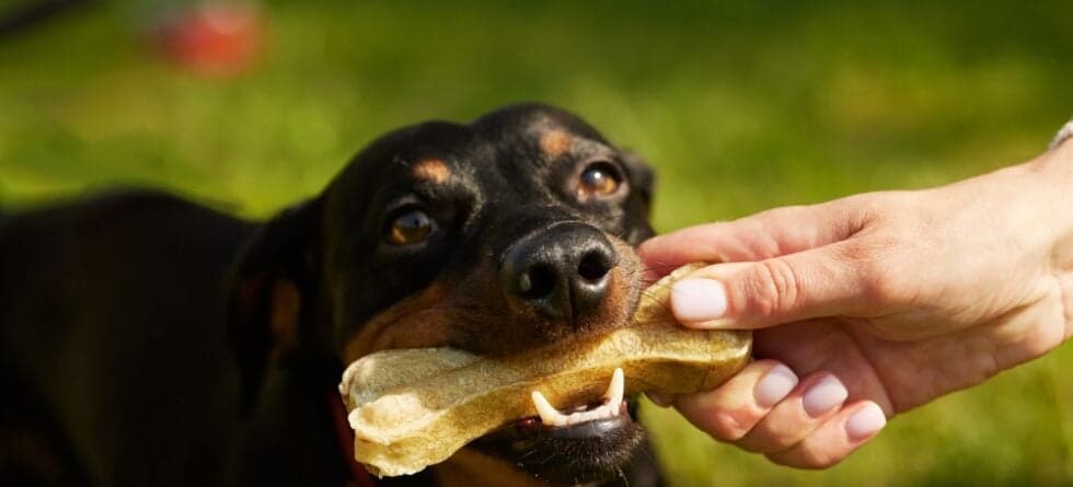 Why Do Dachshunds Always Want To Eat?