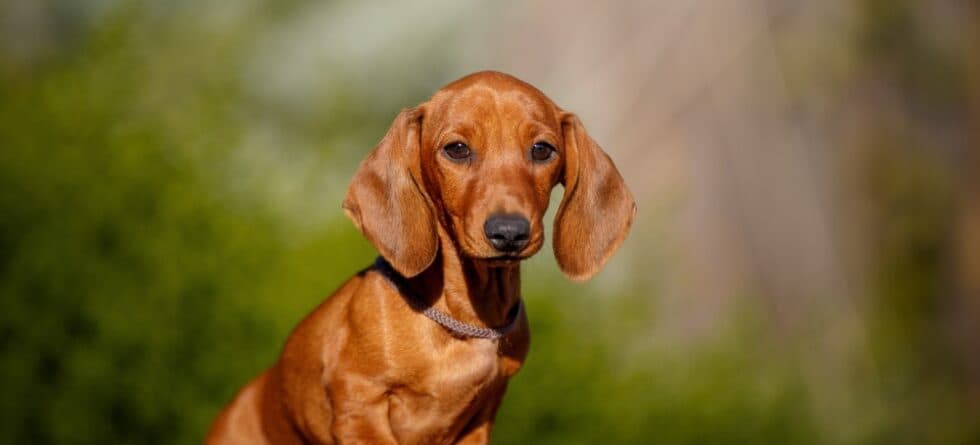 Why Do Dachshunds Want To Eat All The Time?