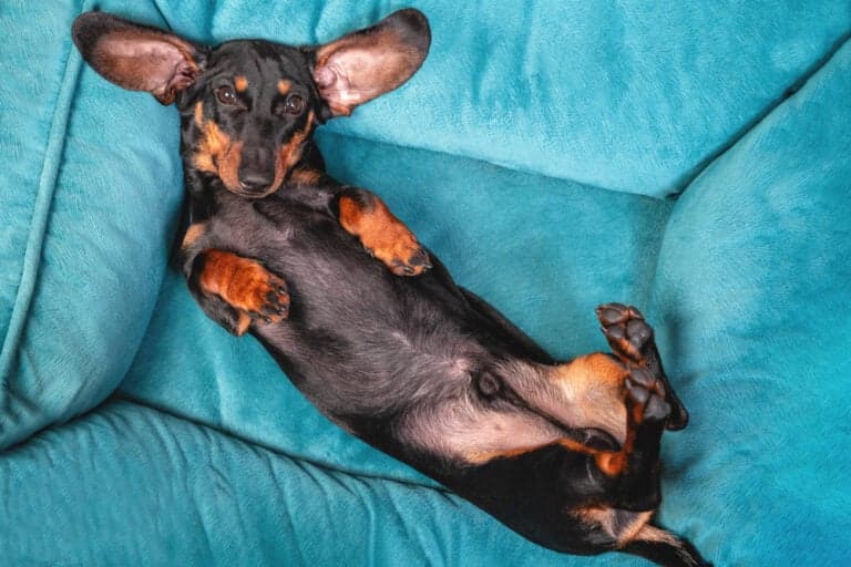 Why Do Dogs Like Their Belly Rubbed?