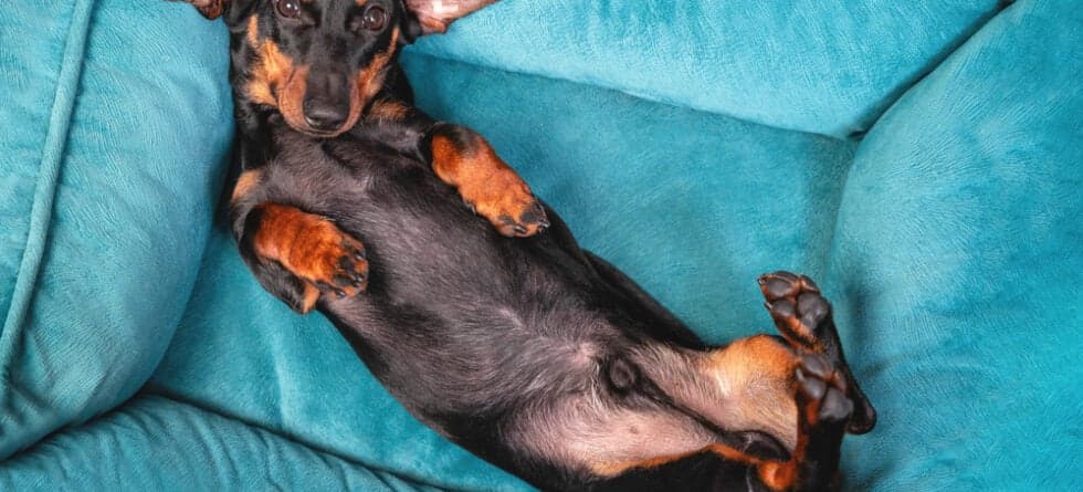 Why Do Dogs Like Their Belly Rubbed?