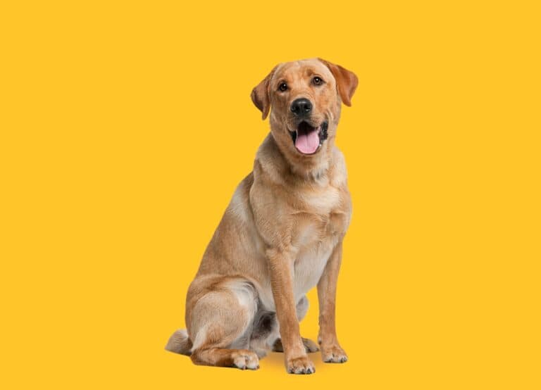 Why Do Labs Lick The Air?
