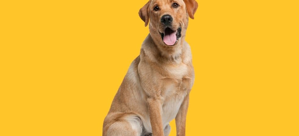 Why Do Labs Lick The Air?