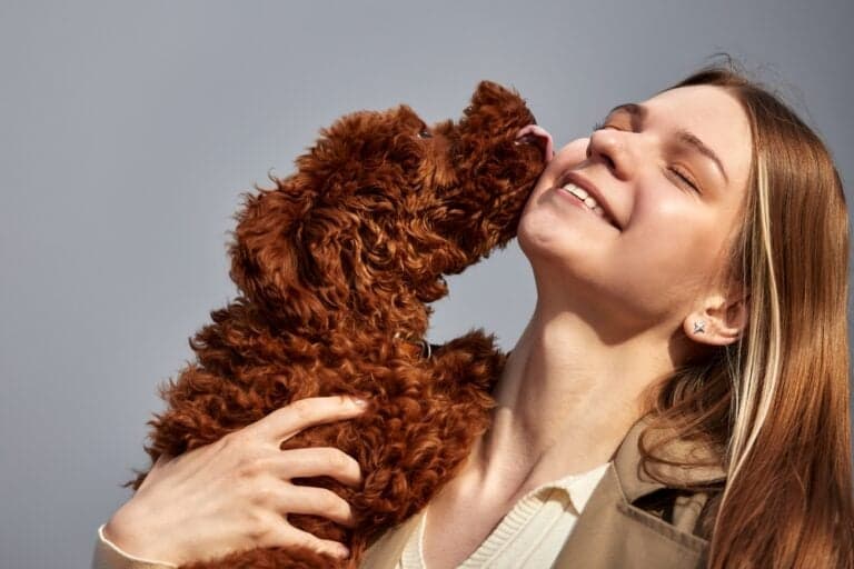 Why Do Poodles Kiss So Much?