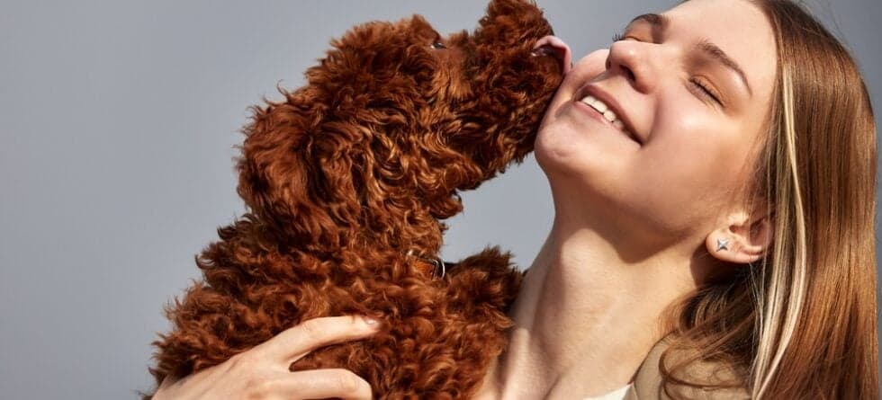Why Do Poodles Kiss So Much?