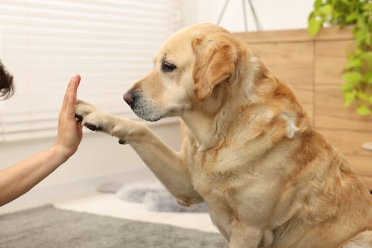 Why Does A Golden Retriever Paw At You?