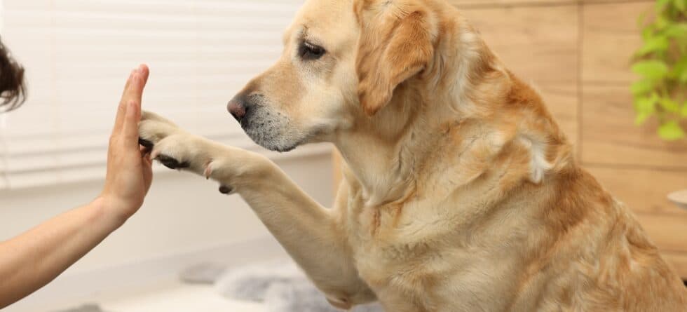 Why Does A Golden Retriever Paw At You?