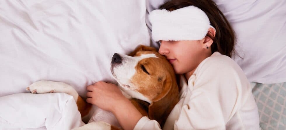 Why Does My Beagle Go Crazy At Night?