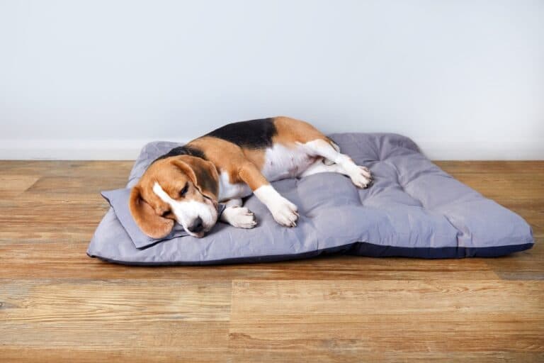 Why Does My Beagle Pee In His Sleep?