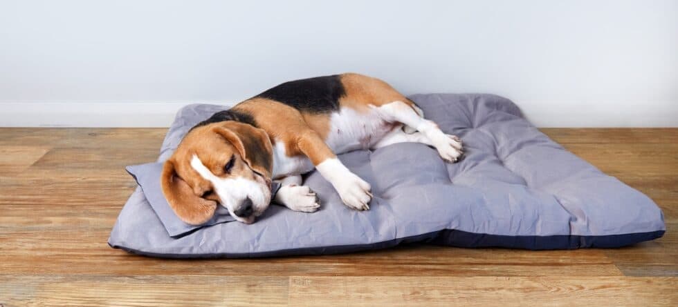 Why Does My Beagle Pee In His Sleep?