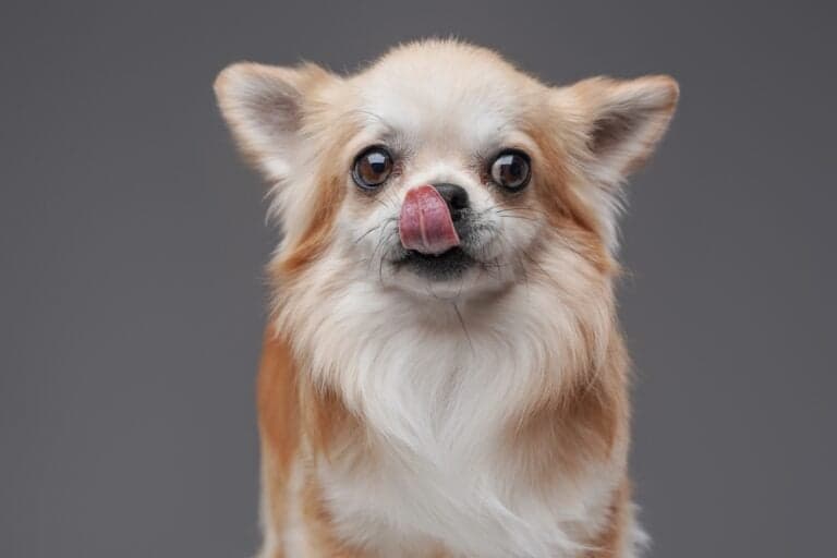 Why Does My Chihuahua Like To Lick Me?