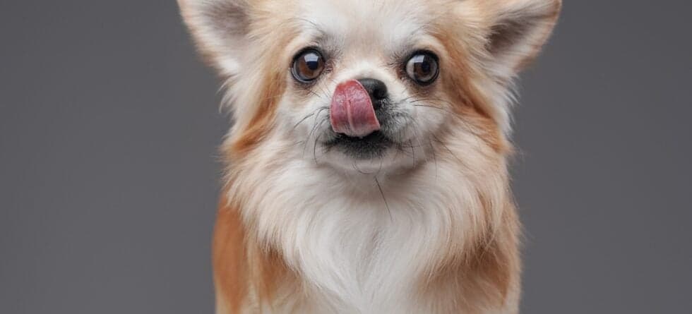 Why Does My Chihuahua Like To Lick Me?