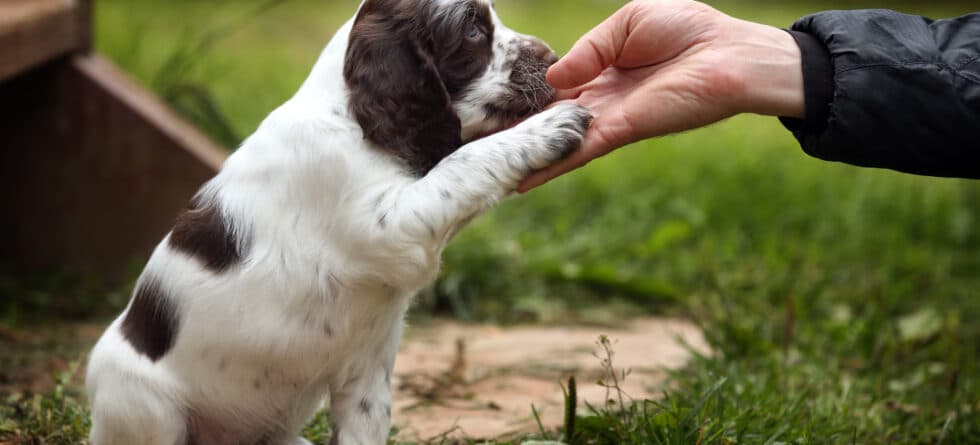 Why Might Parents Refuse To Get A Dog?