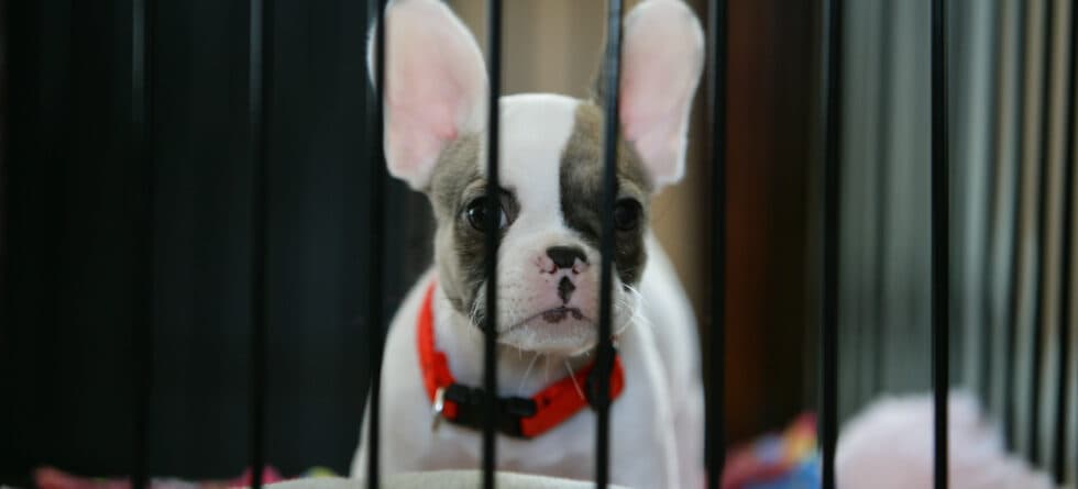 Why Should You Consider Avoiding Dog Breeders?