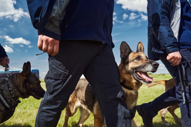 Will A German Shepherd Naturally Protect You?