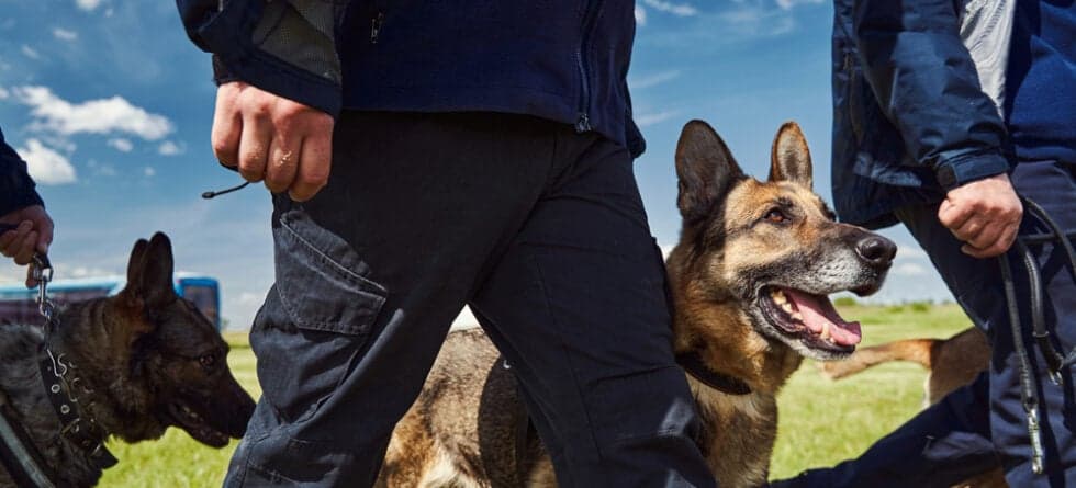 Will A German Shepherd Naturally Protect You?